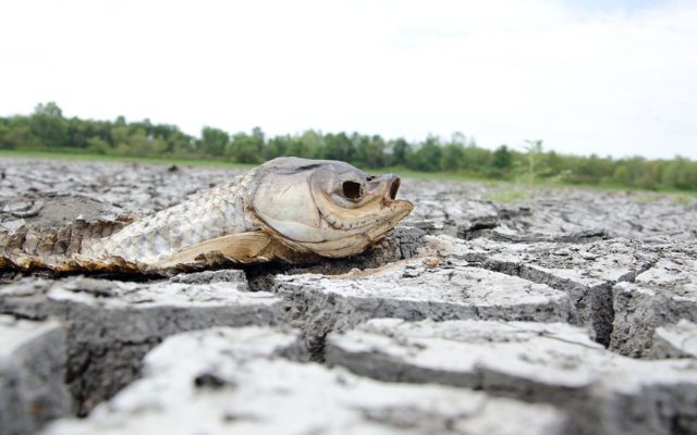  Ecological drought