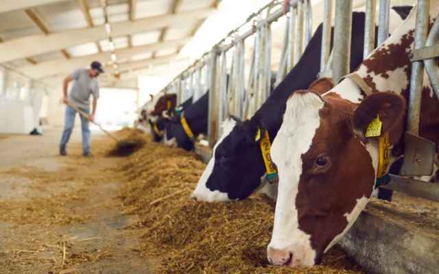  Prepare your livestock