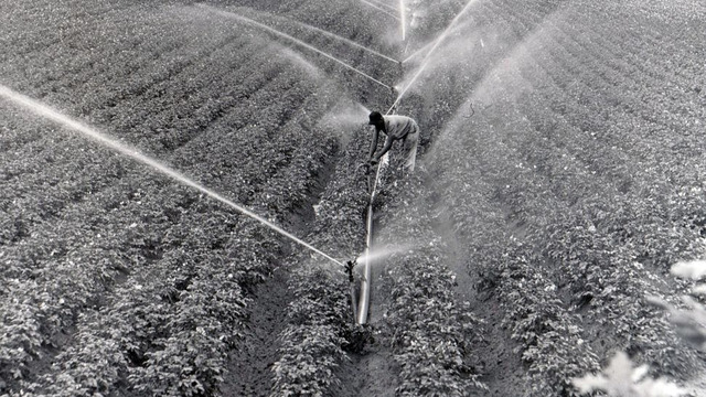  Sprinklers worked overtime during the drought in 1964
