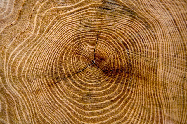  Tree rings can tell us about drought times from centuries ago